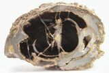 4.6" Long, Petrified Wood (Schinoxylon) Limb - Blue Forest, Wyoming - #199026-1